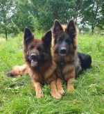 vom Trojangold, hodowla Owczarków Niemieckich Długowłosych