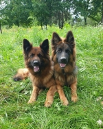 vom Trojangold, hodowla Owczarków Niemieckich Długowłosych