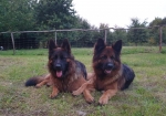 vom Trojangold, hodowla Owczarków Niemieckich Długowłosych