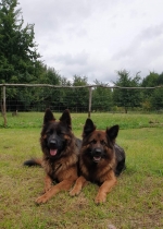 vom Trojangold, hodowla Owczarków Niemieckich Długowłosych