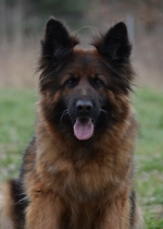 vom Trojangold, hodowla Owczarków Niemieckich Długowłosych