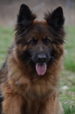 vom Trojangold, hodowla Owczarków Niemieckich Długowłosych