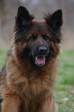 vom Trojangold, hodowla Owczarków Niemieckich Długowłosych