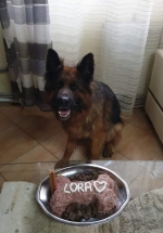 vom Trojangold, hodowla Owczarków Niemieckich Długowłosych