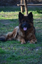 vom Trojangold, hodowla Owczarków Niemieckich Długowłosych