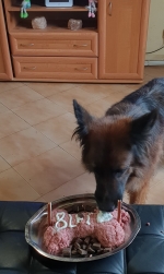 vom Trojangold, hodowla Owczarków Niemieckich Długowłosych