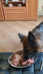 vom Trojangold, hodowla Owczarków Niemieckich Długowłosych