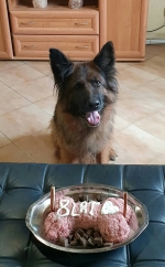 vom Trojangold, hodowla Owczarków Niemieckich Długowłosych