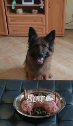 vom Trojangold, hodowla Owczarków Niemieckich Długowłosych