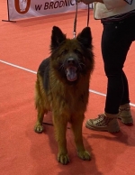 vom Trojangold, hodowla Owczarków Niemieckich Długowłosych