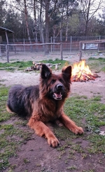 vom Trojangold, hodowla Owczarków Niemieckich Długowłosych