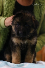 vom Trojangold, hodowla Owczarków Niemieckich Długowłosych