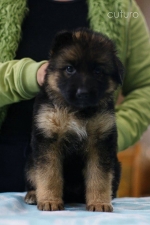 vom Trojangold, hodowla Owczarków Niemieckich Długowłosych