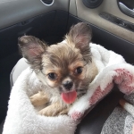 vom Trojangold, hodowla Owczarków Niemieckich Długowłosych