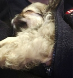 vom Trojangold, hodowla Owczarków Niemieckich Długowłosych