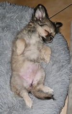 vom Trojangold, hodowla Owczarków Niemieckich Długowłosych