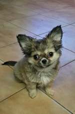 vom Trojangold, hodowla Owczarków Niemieckich Długowłosych