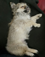 vom Trojangold, hodowla Owczarków Niemieckich Długowłosych