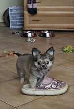 vom Trojangold, hodowla Owczarków Niemieckich Długowłosych