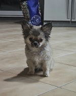 vom Trojangold, hodowla Owczarków Niemieckich Długowłosych