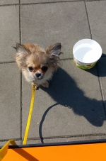 vom Trojangold, hodowla Owczarków Niemieckich Długowłosych