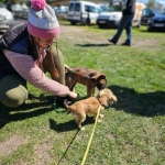vom Trojangold, hodowla Owczarków Niemieckich Długowłosych