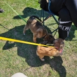 vom Trojangold, hodowla Owczarków Niemieckich Długowłosych