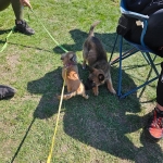 vom Trojangold, hodowla Owczarków Niemieckich Długowłosych