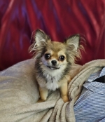 vom Trojangold, hodowla Owczarków Niemieckich Długowłosych