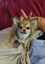 vom Trojangold, hodowla Owczarków Niemieckich Długowłosych