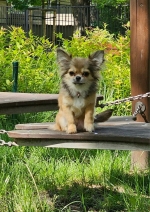 vom Trojangold, hodowla Owczarków Niemieckich Długowłosych