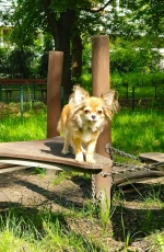 vom Trojangold, hodowla Owczarków Niemieckich Długowłosych