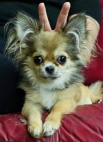 vom Trojangold, hodowla Owczarków Niemieckich Długowłosych