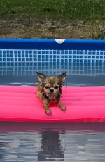 vom Trojangold, hodowla Owczarków Niemieckich Długowłosych