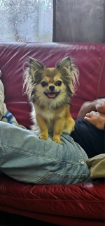 vom Trojangold, hodowla Owczarków Niemieckich Długowłosych