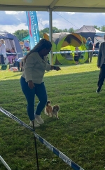 vom Trojangold, hodowla Owczarków Niemieckich Długowłosych