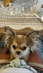 vom Trojangold, hodowla Owczarków Niemieckich Długowłosych