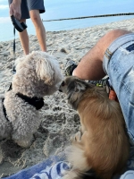 vom Trojangold, hodowla Owczarków Niemieckich Długowłosych