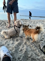 vom Trojangold, hodowla Owczarków Niemieckich Długowłosych