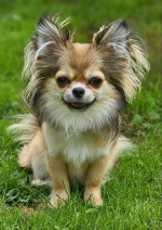 vom Trojangold, hodowla Owczarków Niemieckich Długowłosych