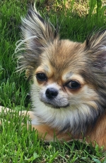 vom Trojangold, hodowla Owczarków Niemieckich Długowłosych