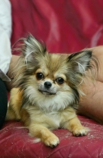 vom Trojangold, hodowla Owczarków Niemieckich Długowłosych