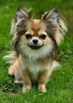 vom Trojangold, hodowla Owczarków Niemieckich Długowłosych