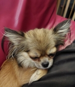 vom Trojangold, hodowla Owczarków Niemieckich Długowłosych