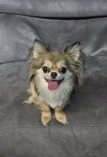 vom Trojangold, hodowla Owczarków Niemieckich Długowłosych