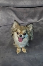 vom Trojangold, hodowla Owczarków Niemieckich Długowłosych