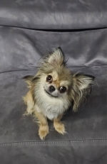 vom Trojangold, hodowla Owczarków Niemieckich Długowłosych