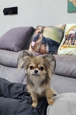 vom Trojangold, hodowla Owczarków Niemieckich Długowłosych