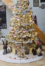 vom Trojangold, hodowla Owczarków Niemieckich Długowłosych