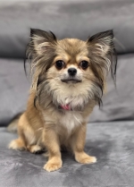 vom Trojangold, hodowla Owczarków Niemieckich Długowłosych